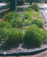 cwna003011.jpg